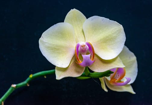 Blooming Phalaenopsis orchid in the collection, Odessa