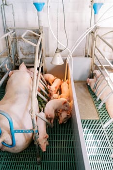 Little pink piglets walk in a pen next to a resting sow. High quality photo