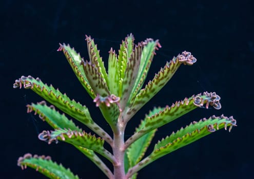 Leaf of the succulent plant Kalanchoe sp. with small growths on the edge of the leaf in the collection, close-up