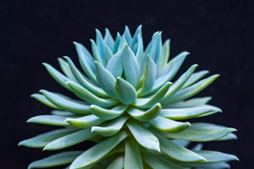 Close-up, succulent leaves of a succulent plant (Echeveria sp., Sedeveria sp.) in a botanical collection