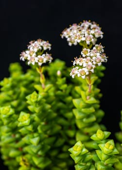 (Crassula rupestris, Crassulaceae) succulent plant with succulent leaves