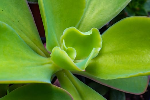 Echeveria Pallida - succulent plant with thick succulent leaves