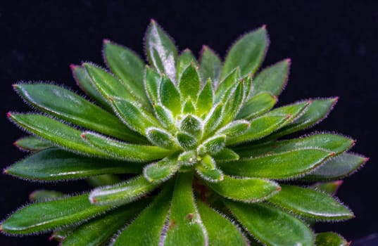 Close-up, succulent leaves of a succulent plant (Echeveria sp.) in a botanical collection