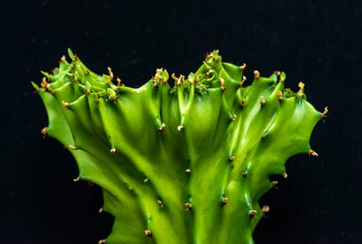 Euphorbia lactea Cristata form, succulent plant from the collection, close up 