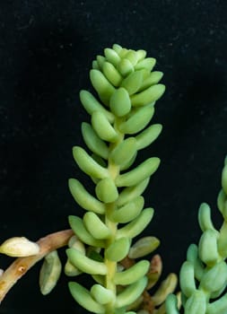 Sedum sp. - succulent plant with thick, succulent leaves that store water