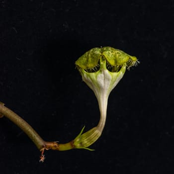 The original flower of the dangling Ceropegia sp. plant in the botanical collection