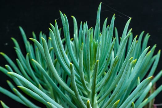 Senecio vitalis - succulent plant with thick succulent leaves
