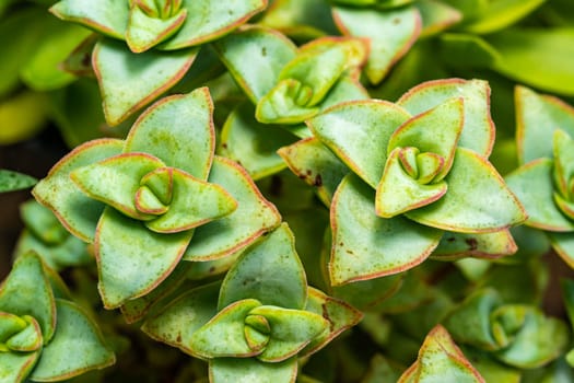(Crassula perforata, Crassulaceae) succulent plant with succulent leaves 