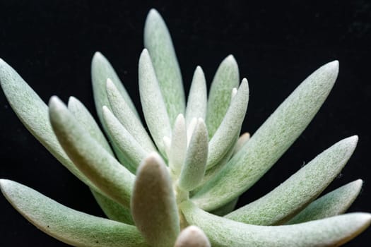 Senecio scaposus - succulent plant with thick succulent leaves