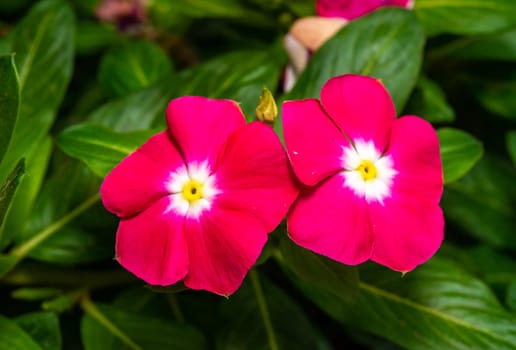 Catharanthus roseus - close-up of flowers of a plant with red petals