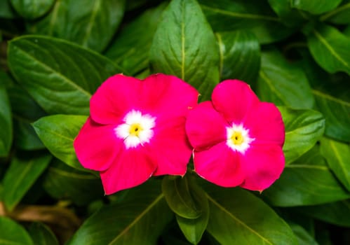 Catharanthus roseus - close-up of flowers of a plant with red petals