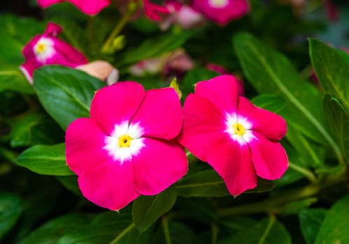 Catharanthus roseus - close-up of flowers of a plant with red petals