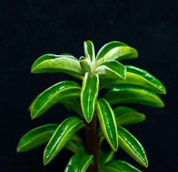 Peperomia nivalis - succulent plant with thick, succulent leaves that store water