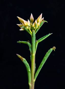 Kalanchoe sp. - inflorescence of a succulent plant on a black background
