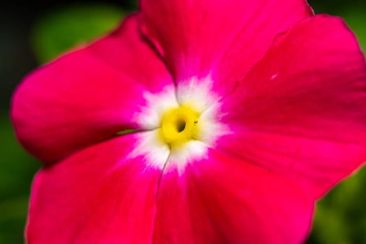 Catharanthus roseus - close-up of flowers of a plant with red petals