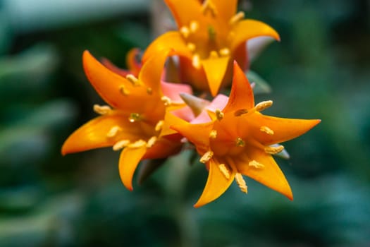 Close-up of a flower, succulent leaves of a succulent plant (Echeveria sp.) in a botanical collection