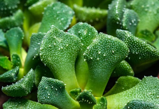 Titanopsis calcarea, close-up of leaves of a succulent plant