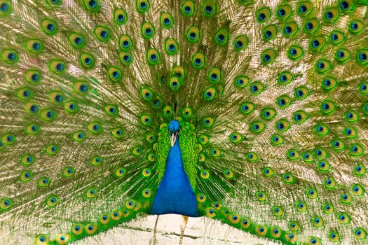 selective focus. Male indian peacock showing its tail. An open tail with bright feathers. Portrait of a male peacock with bright multi-colored plumage. High quality photo