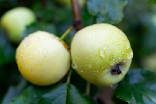 Green apples on a branch of an apple tree. Apples with raindrops. Selective focus.