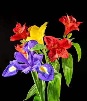 Beautiful blooming flowers with green leaves on a black background. Tricolor bouquet close-up.