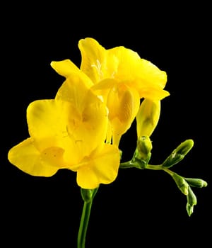 Beautiful Yellow freesia flower on a black background. Flower head close-up.