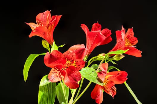 Beautiful blooming red Alstroemeria flower with green leaves on a black background. Flower head close-up.