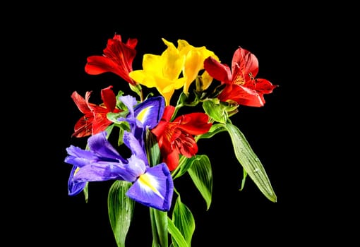 Beautiful blooming flowers with green leaves on a black background. Tricolor bouquet close-up.