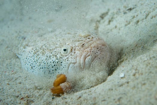 Stargazer priest fish hunting in sand in Philippines