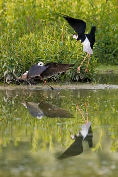 black-winged stilt portrait on green swamp background