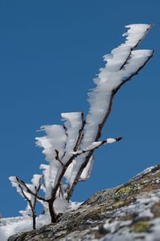 Branch covered by ice in winter time