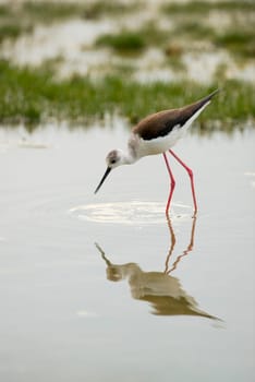 black-winged stilt portrait on green swamp background