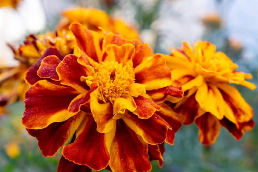 Two large marigolds on a blurred background. Selective focus