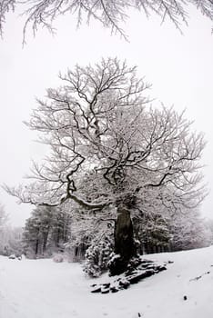 Tree branches covered by snow in winter 