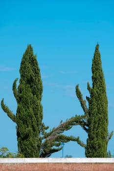 tree branches crossing on blue background