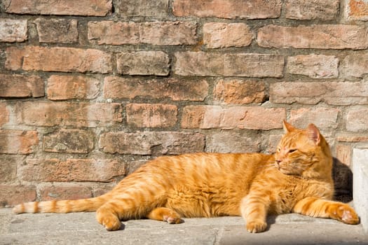 A red cat while relaxing on sunny day on bricks background
