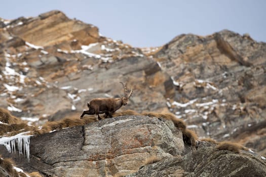 An isolated ibex deer long horn sheep close up portrait on the brown and rocks background in Italian Dolomites