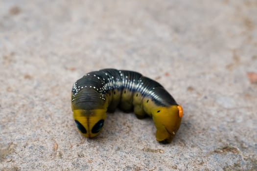 Oleander hawk moth caterpillar Daphnis nerii from European forests and woodlands