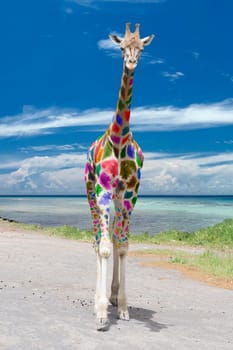 Isolated Giraffe coming to you on deep blue sky background