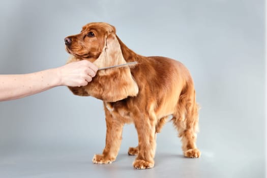 An English Cocker Spaniel dog on a gray background while combing the fur on its ears