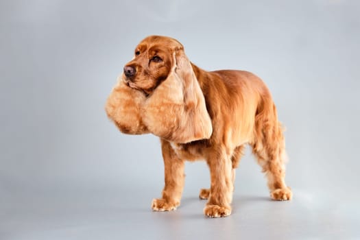 An English Cocker Spaniel dog after grooming on a gray background with a beautiful well-groomed coat in a standing position