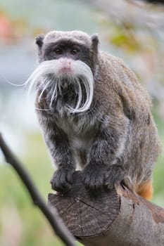 Emperor Tamarin monkey isolated close up portrait