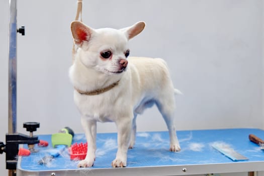 Cute chihuahua dog on the grooming table next to the express molting tools