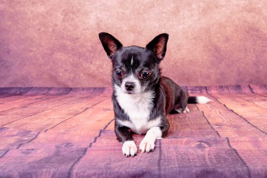 Chihuahua dog lying on vintage background