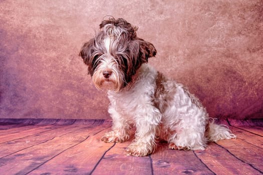 Beaver dog is a Yorkshire terrier overgrown on a vintage background