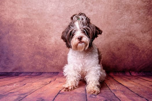 Beaver dog is a Yorkshire terrier in front of the camera. Studio photo