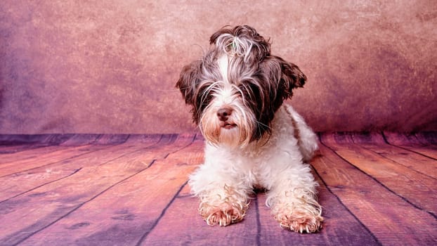 Beaver dog Yorkshire Terrier on a vintage background in a prone position
