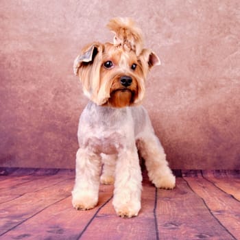 A Yorkshire terrier dog on a vintage background in a standing position