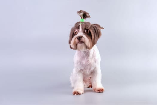 Beaver is a Yorkshire terrier after a haircut at a beauty salon for dogs