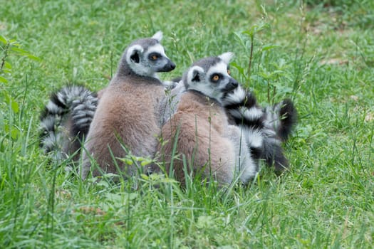 lemur monkey family on the grass