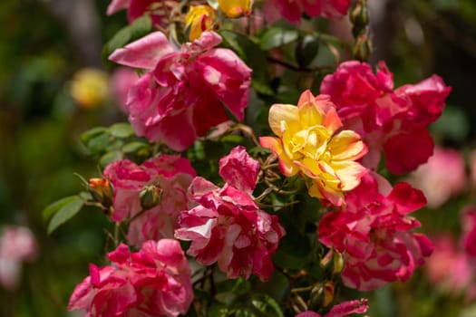 pink roses on a sunny day in the garden. Nature, summer, parks travel concept